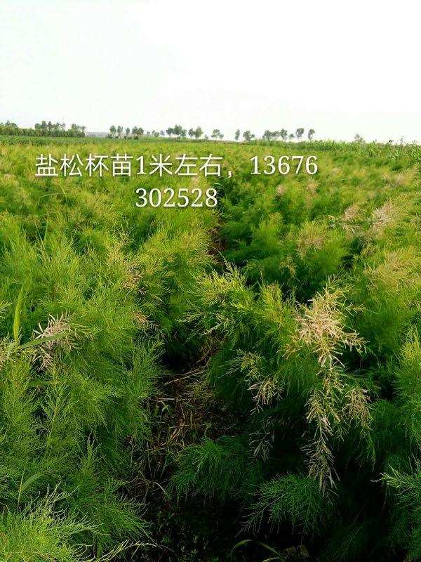 沾化一松最新科技进展，引领前沿，生活因之精彩