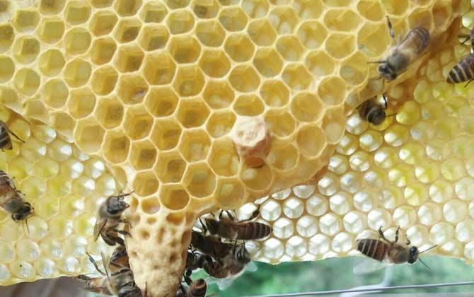 最新中蜂免移虫育王法及其观点论述