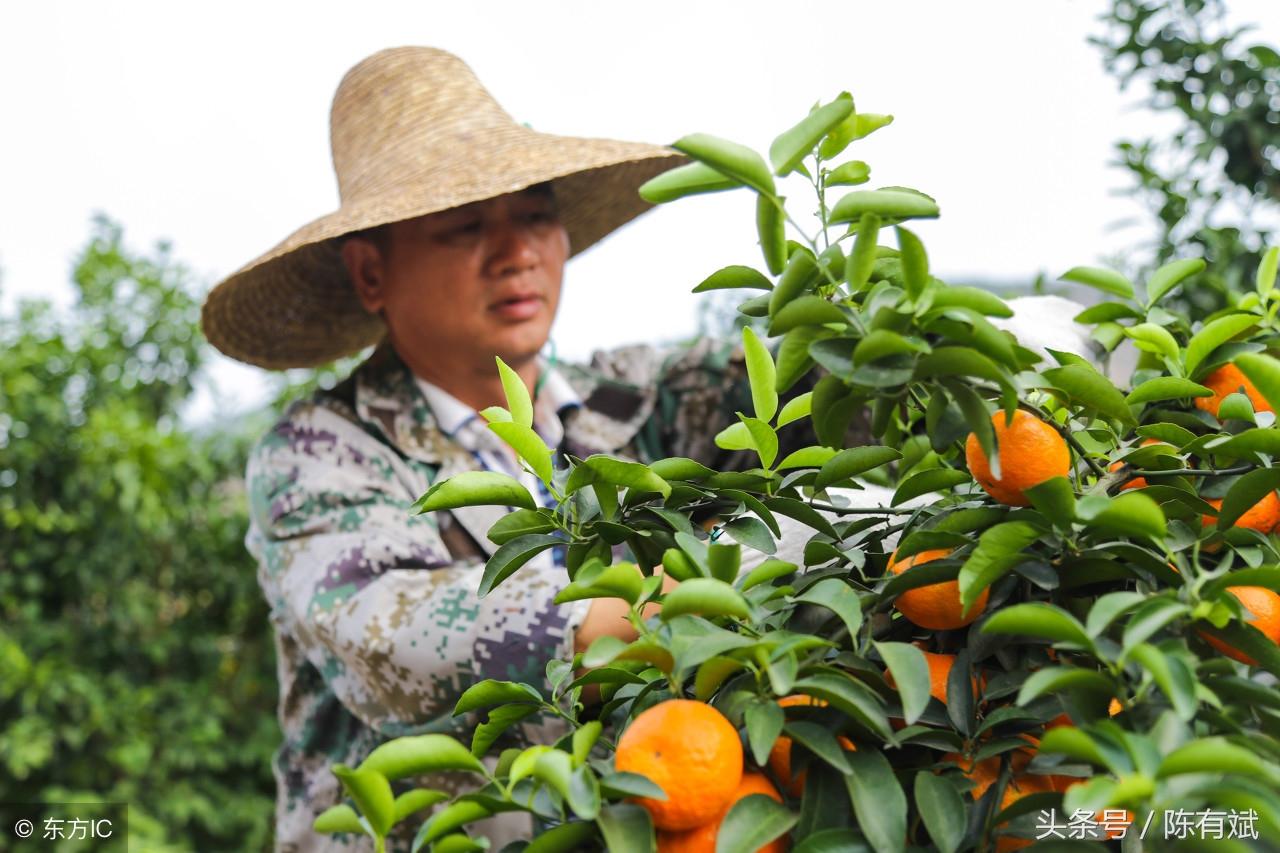 荔浦沙糖桔最新动态报道