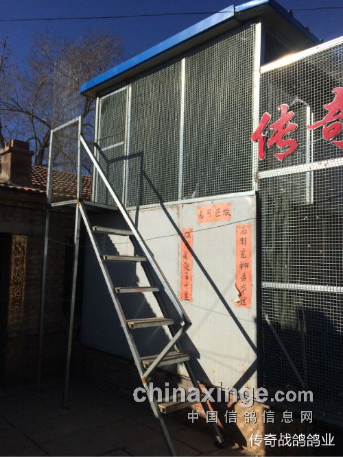 最新信鸽跳篓棚设计图，引领鸽舍新风尚！