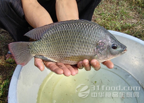 最新罗非鱼收购价格揭秘，市场走势、影响因素与案例分析深度解析