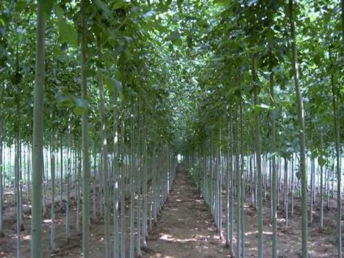 当前市场中的12公分白蜡最新价格深度解析