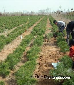 白皮松小苗最新价格及市场走势多元观点探讨