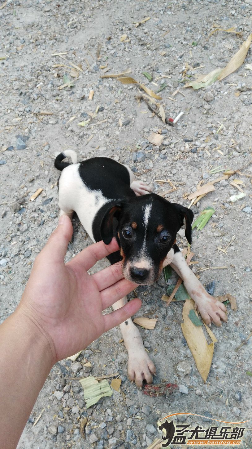 太仓犬最新出售信息汇总