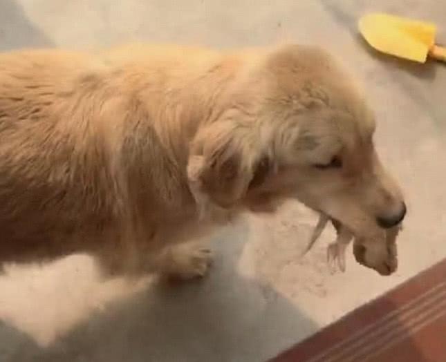 最新小母狗找主人了,最新小母狗找主人了，一种观点的阐述