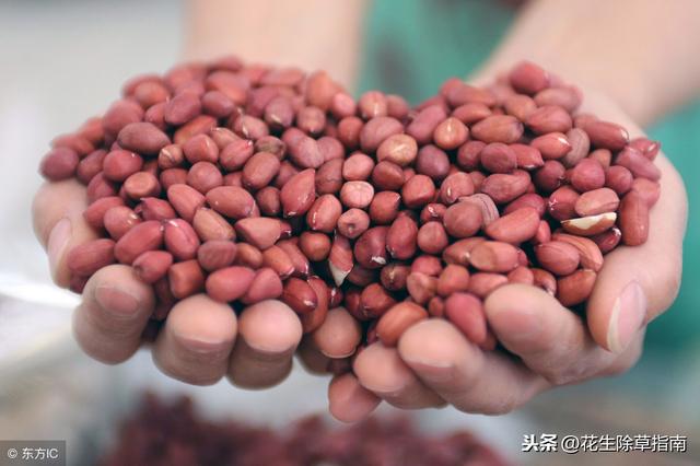南阳市花生米最新价格,南阳市花生米最新价格，时代的印记与市场的脉动