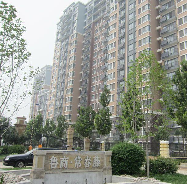 长清常春藤最新动态与学习成果，未来无限可能！