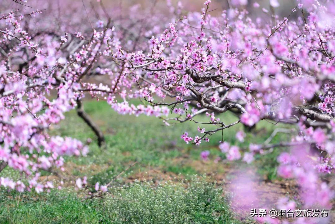 烟台十里洋房最新房价及其背后的温馨故事