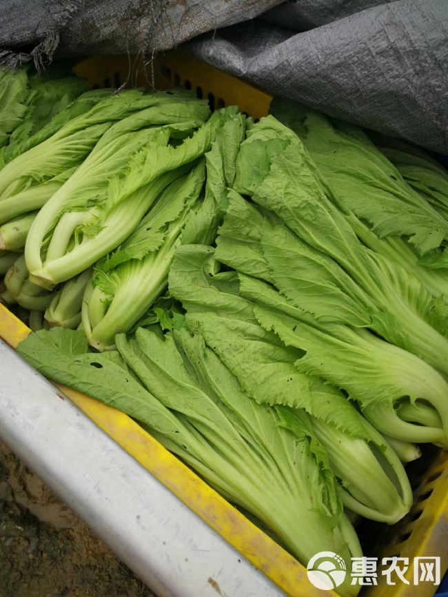酸芥菜最新价格，小巷深处的独特美味揭晓