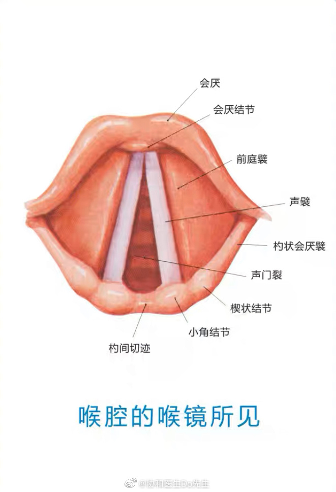 揭秘喉部最新进展与探索章节概要