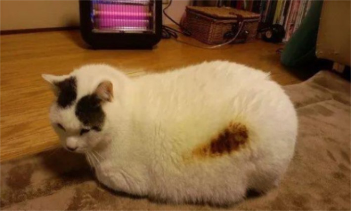烫猫事件最新进展，与自然美景的浪漫之旅，探寻内心平和之道