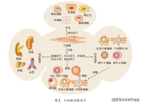 干细胞肾研究最新进展与观点论述