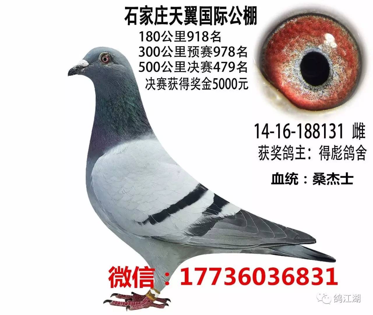 天门信鸽最新成绩揭晓及查看步骤指南