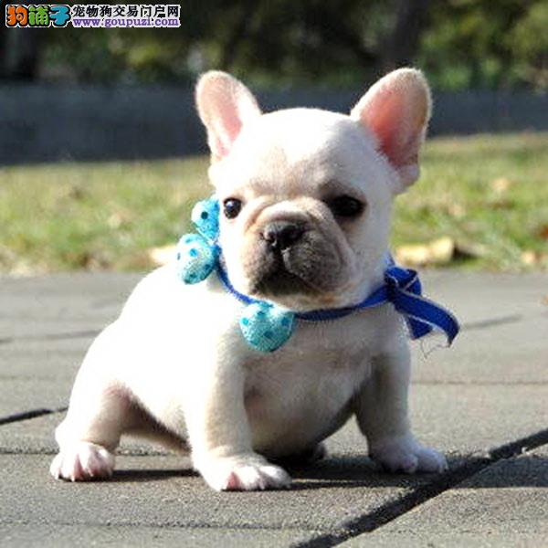 法国斗牛犬幼犬价格的深度分析与探讨