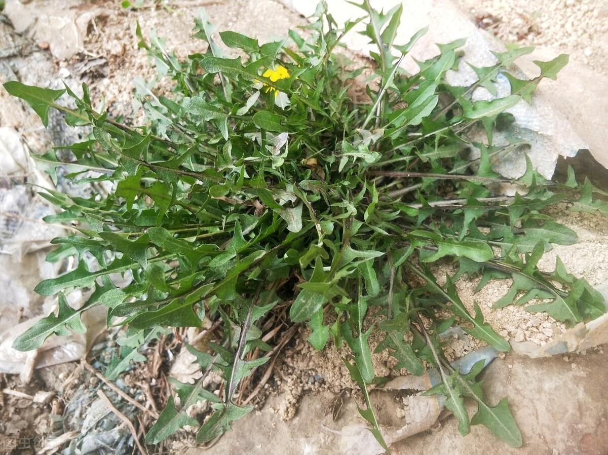 今日元胡价格行情,今日元胡价格行情大揭秘🍃🌱