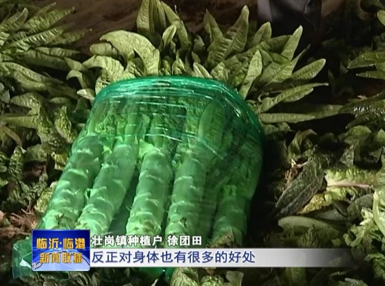 最新莴苣价格揭秘，吃货们不容错过的关注焦点！