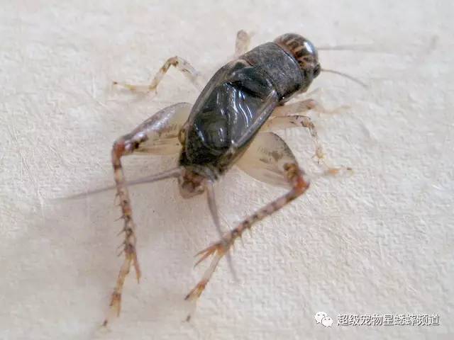 蟋蟀比赛规则深度解析，带你领略斗蟋魅力，探索新世界！
