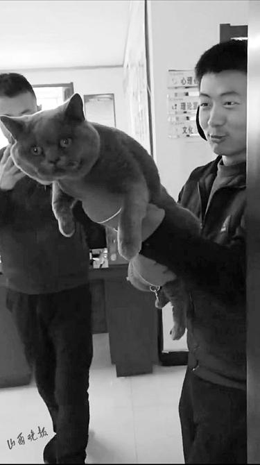 猫咪社区最新版下载，猫奴的乐园时代
