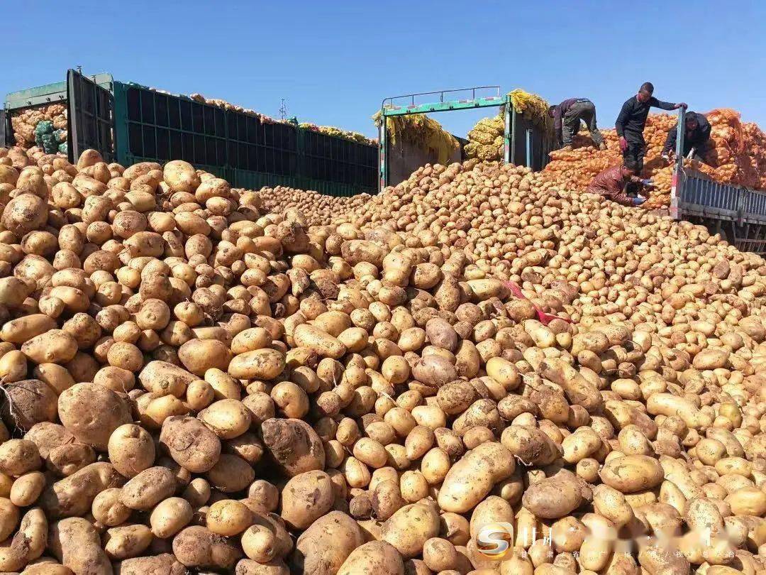 土豆价格最新行情走势及分析报告