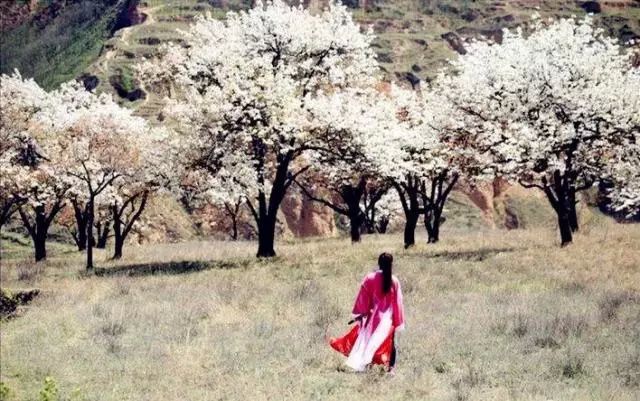 兰州赏花指南,🌸兰州赏花指南🌸