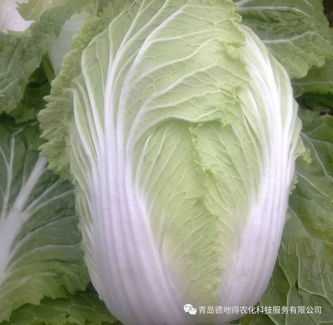 山东白菜最新价格行情分析