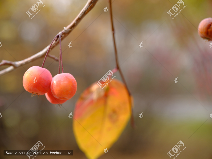 秋果电视剧,秋果电视剧，一场自然美景的探索之旅，寻找内心的宁静与喜悦