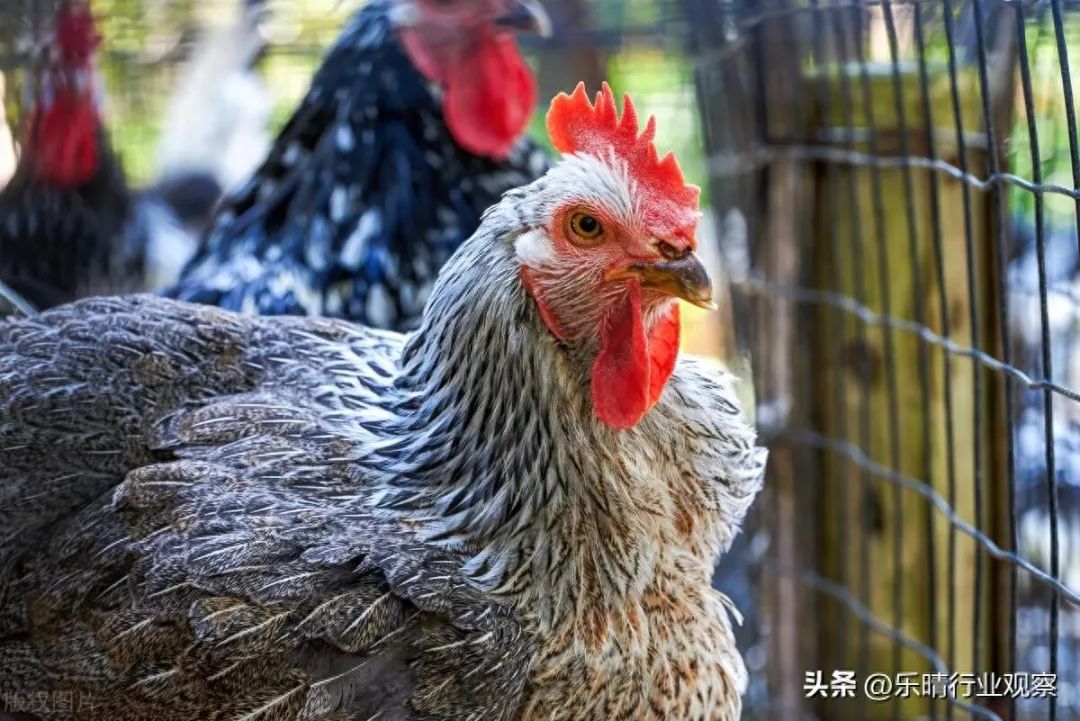 “肉鸡价格最新走势”,肉鸡价格最新走势，科技引领未来，智能预测重塑行业格局