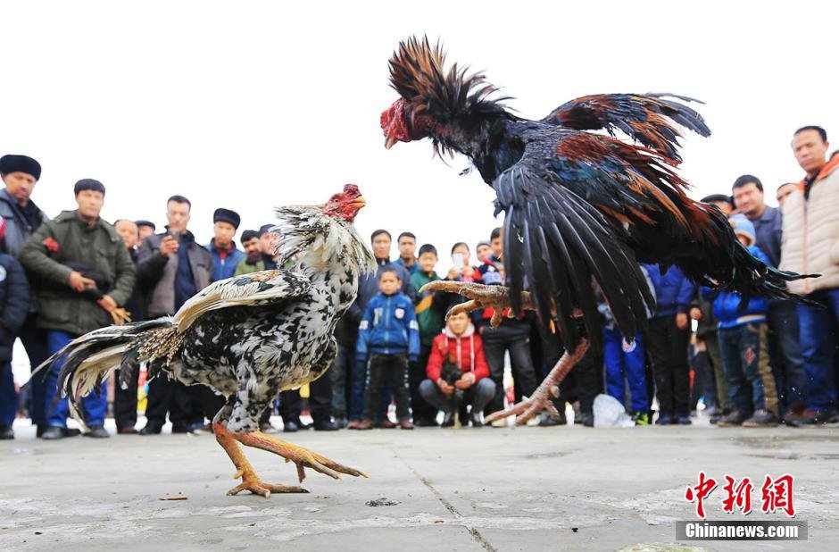 贵阳斗鸡比赛，传统与现代竞技的激情碰撞