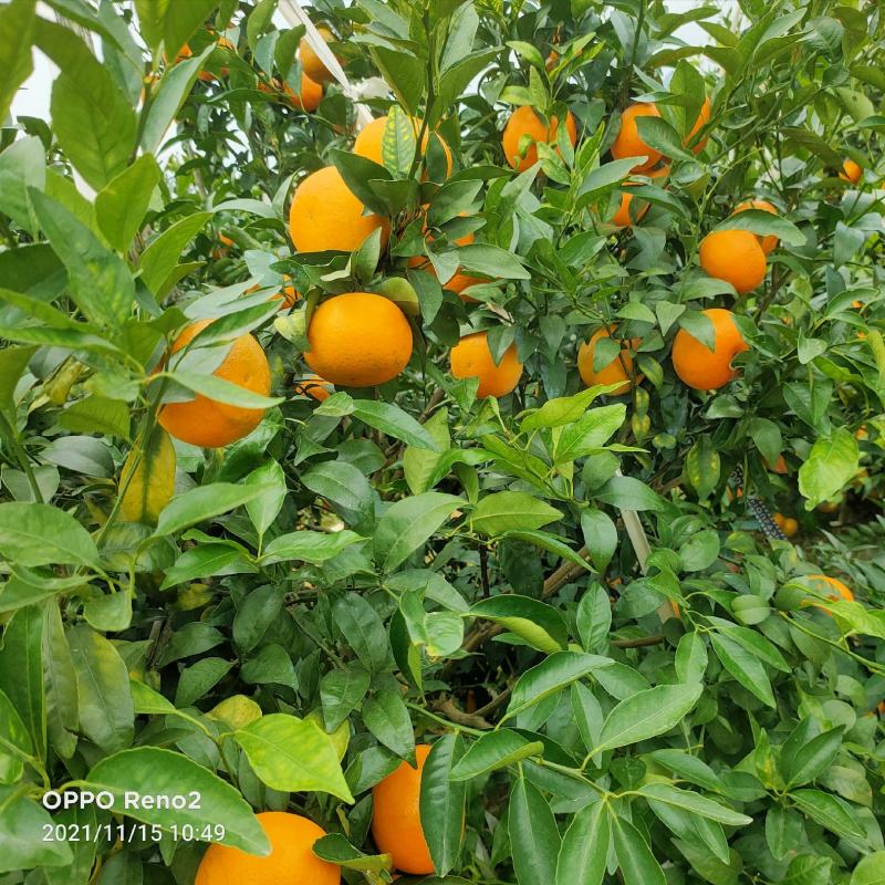 轻质建筑材料制造 第67页