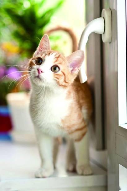 最新猫咪趣味分享，小巷猫步小筑的萌趣日常