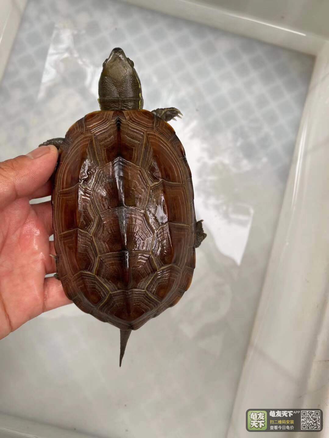 草龟价格行情解析，影响养龟日常的关键因素