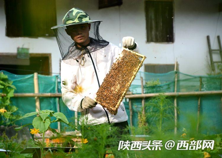 最新中蜂育王技术，背景、进展与重要地位