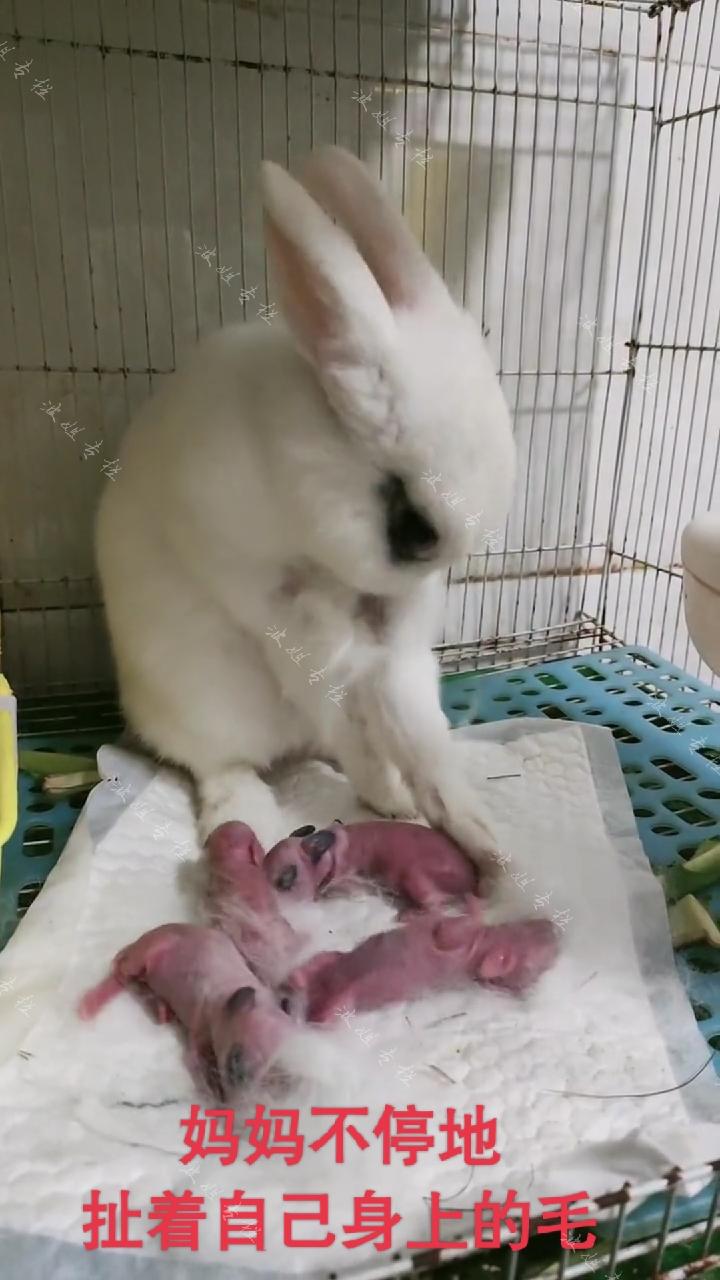 兔宝宝股票股吧，时代印记与股市脉搏的交织