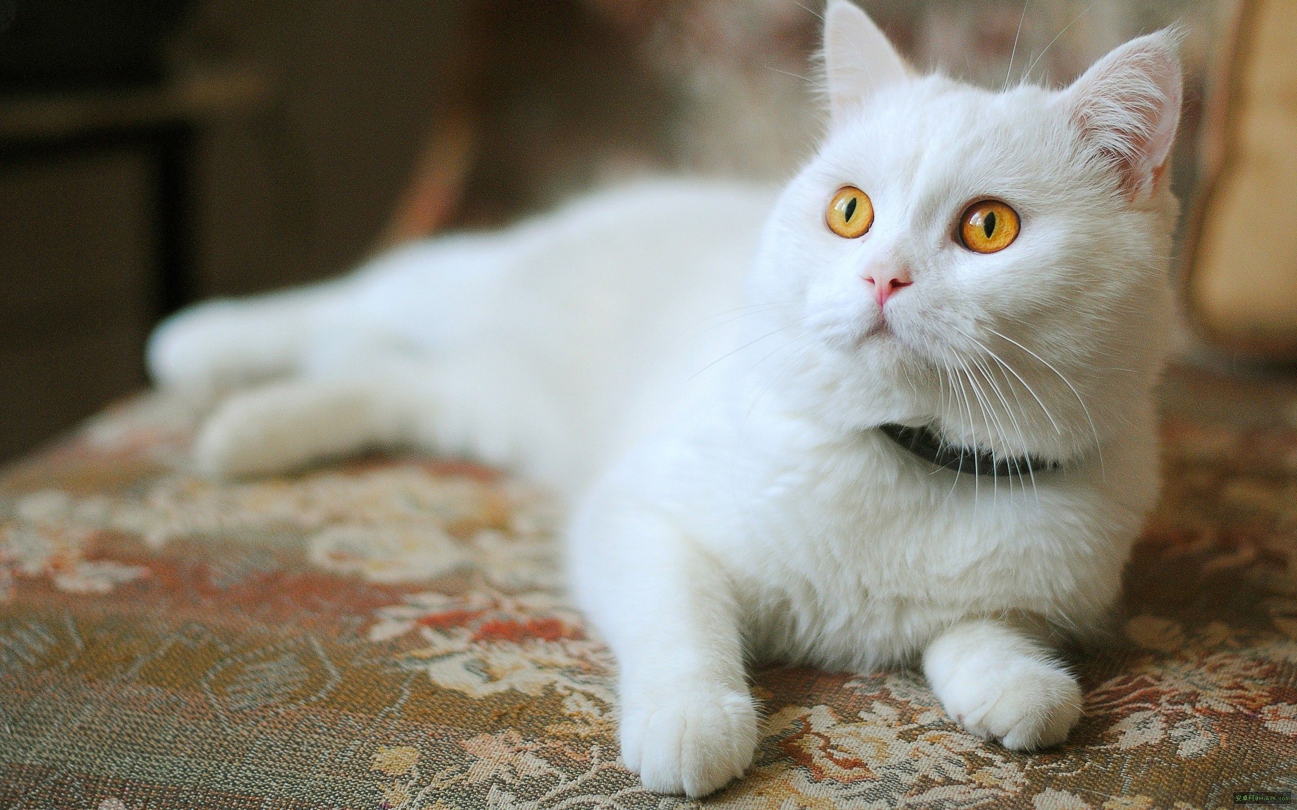 猫咪网最新动态，探索猫咪世界的最新资讯与精彩瞬间