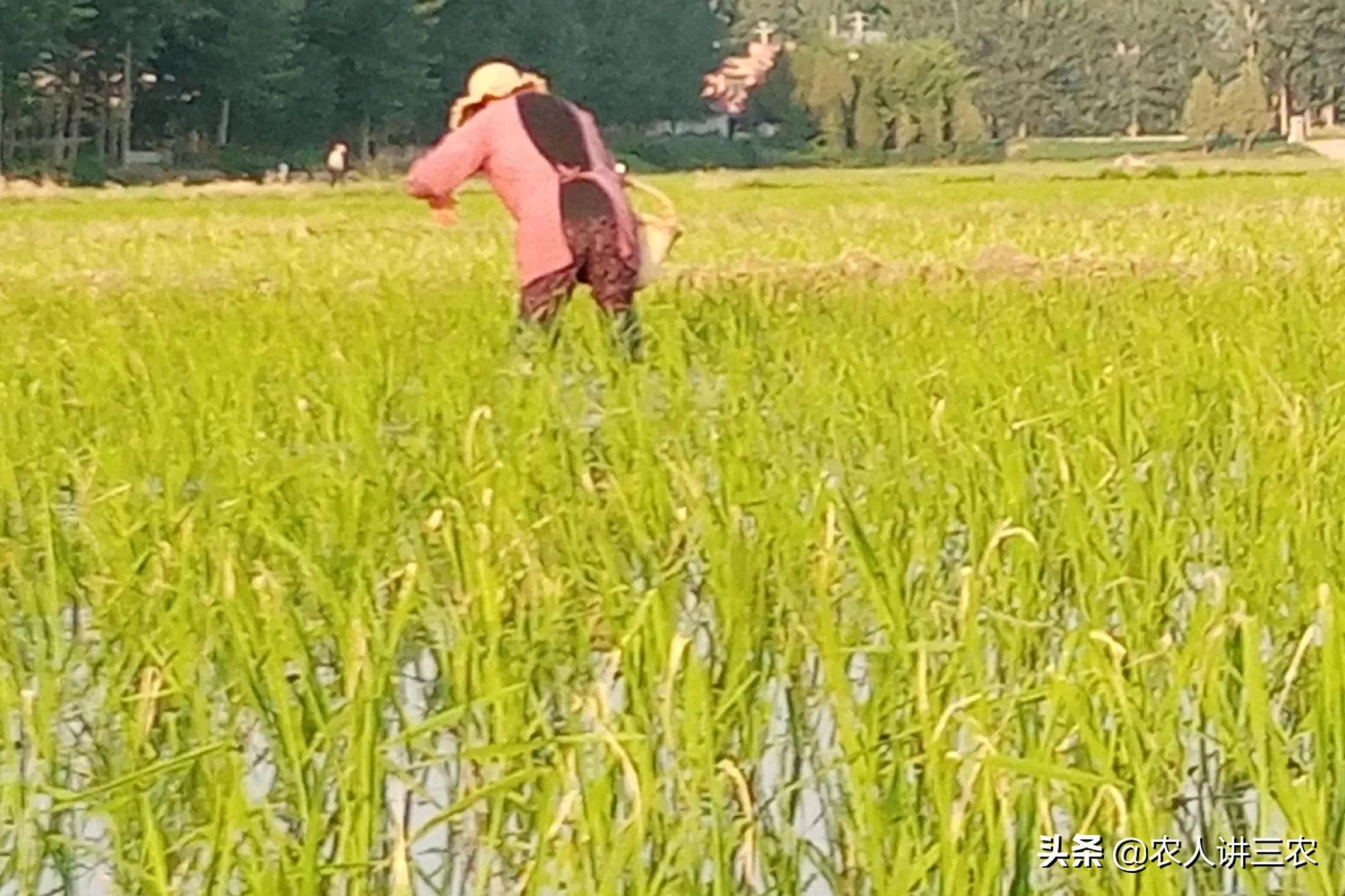 最新尿素价格行情详解及获取尿素价格信息指南