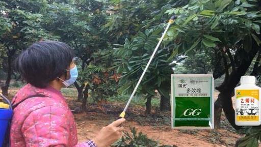 龙眼上市，市场繁荣与个人立场的考量与探讨