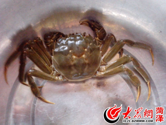 吃蟹比赛，味蕾与自信的竞技盛宴