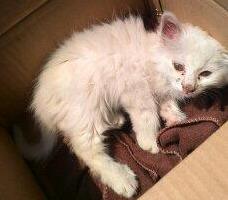 可可小猫最新，时尚界新星探索之旅
