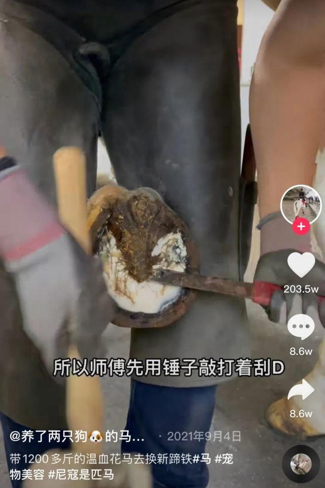 修牛蹄步骤指南，最新方法与技巧