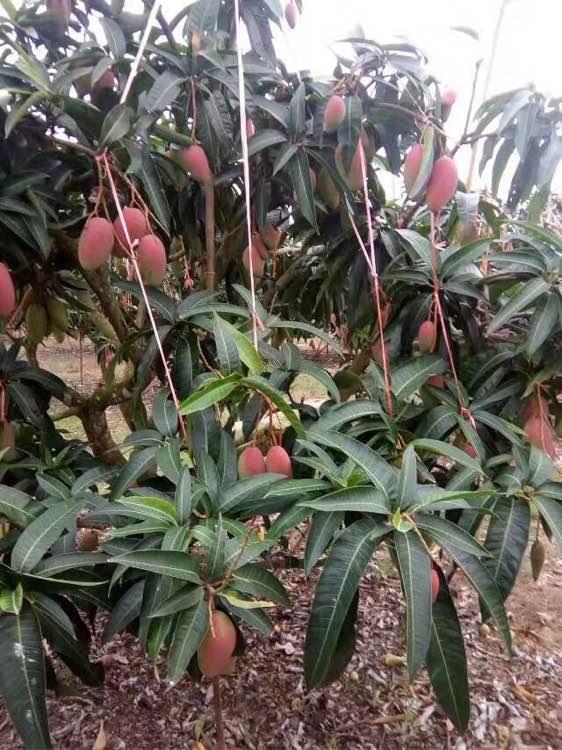 果香中的友情与家的温暖，最新芒果销售分享