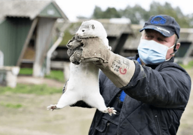 丹麦水貂最新动态，探索自然美景之旅，寻觅内心平和与喜悦的旅程