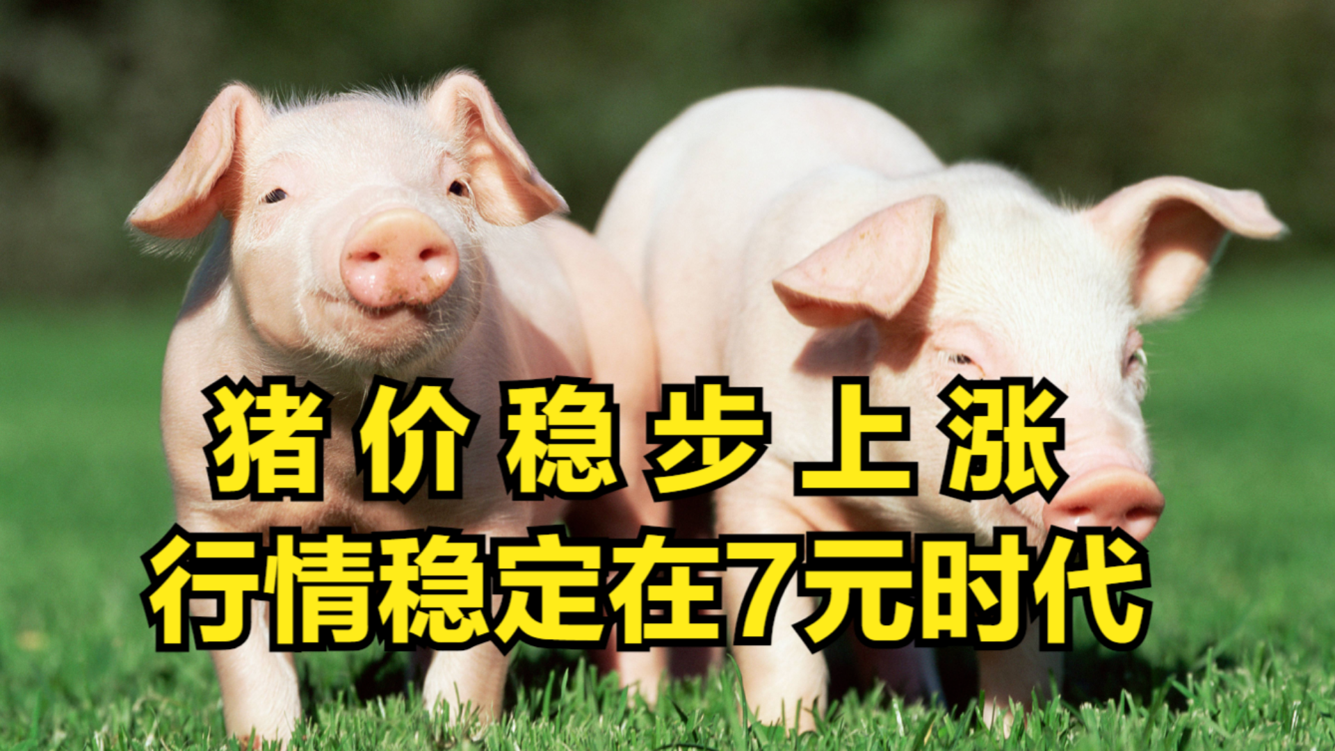 10月猪价最新行情及步骤指南