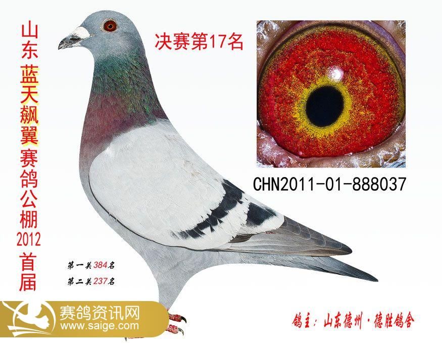 君翼赛鸽公棚秋棚最新通告,君翼赛鸽公棚秋棚最新通告，小巷深处的赛鸽盛宴