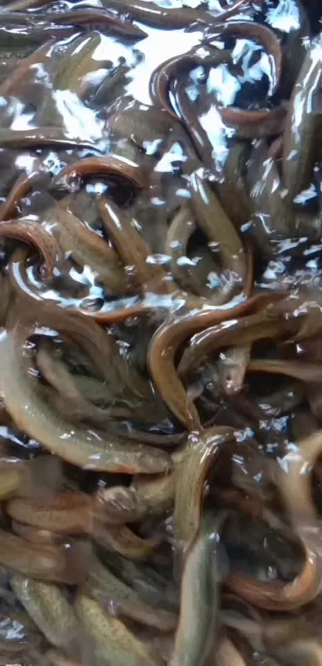 泥鳅价格最新行情火热更新！