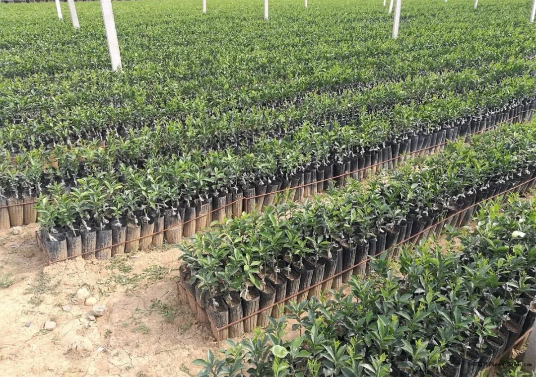 小红书揭秘，2017年绿化苗木市场行情深度解析及趋势洞悉🌿🌱