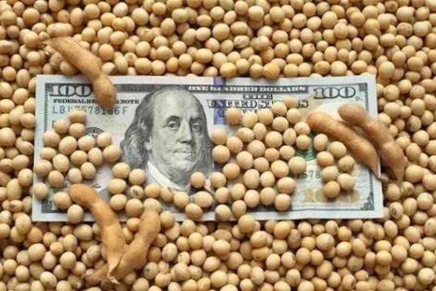 美国大豆的成长、变化与自信之旅，最新消息深度解析