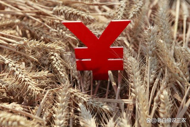 探寻时代浪潮下的小麦产业变迁，最新小麦行情分析